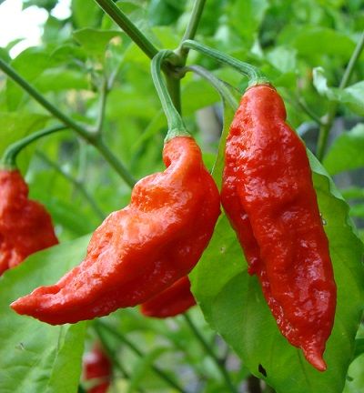 Picture of Global Naga Pepper or Bombay Pepper Seed - 20 pcs