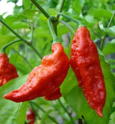 Picture of Global Naga Pepper or Bombay Pepper Seed - 20 pcs