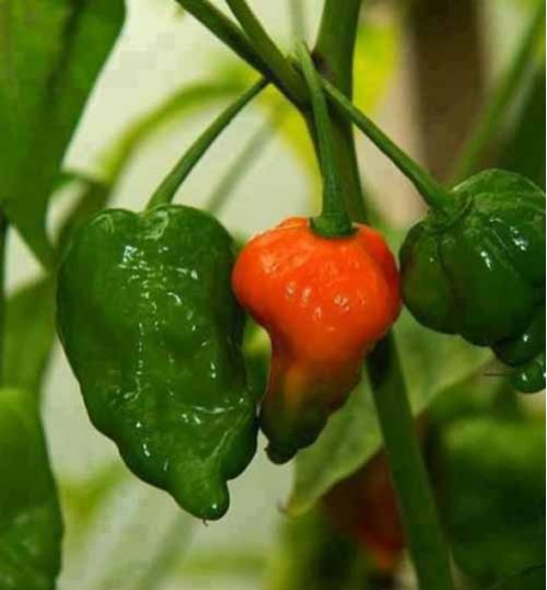 Picture of Global Naga Pepper or Bombay Pepper Seed - 20 pcs