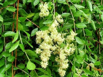 Picture of Mehendi Bonsai Tree Seeds -30 Pcs seeds