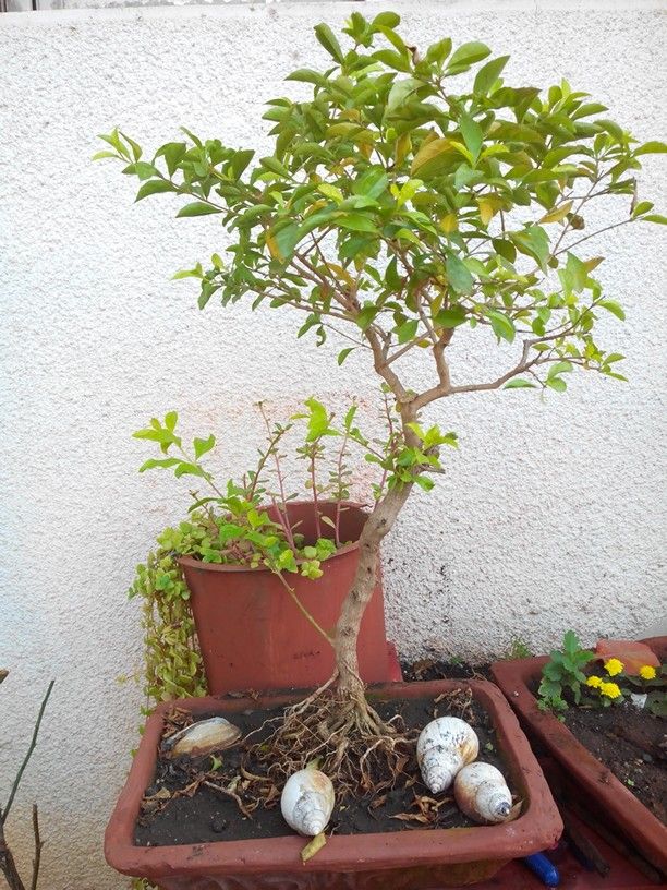 Picture of Mehendi Bonsai Tree Seeds -30 Pcs seeds