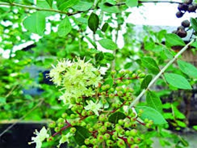 Picture of Mehendi Bonsai Tree Seeds -30 Pcs seeds