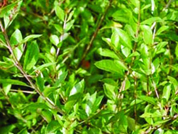 Picture of Mehendi Bonsai Tree Seeds -30 Pcs seeds