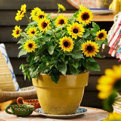Picture of All Season 20 Pcs - Rare Global Sunflower Bonsai Home Garden Plant Tree Seeds
