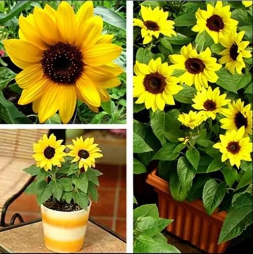 Picture of All Season 20 Pcs - Rare Global Sunflower Bonsai Home Garden Plant Tree Seeds