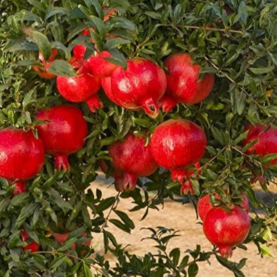 Picture of All Season Red Sweet Vedana Fruit Bonsai Seeds - 10 Pcs Seeds