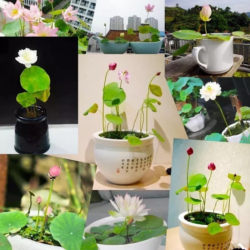 Picture of 3 Pcs - Global Lotus flower for summer Bowl lotus pots Bonsai garden plantsS