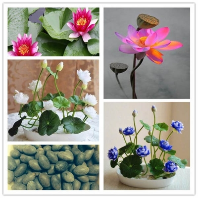 Picture of 3 Pcs - Global Lotus flower for summer Bowl lotus pots Bonsai garden plantsS