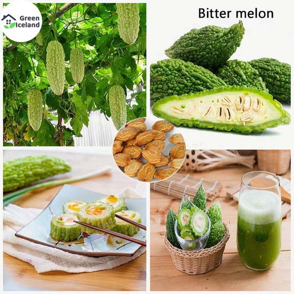 Picture of (All Season) Balsom / Bitter Vegetable Seeds  - 10 Pcs Seeds (Seeds)