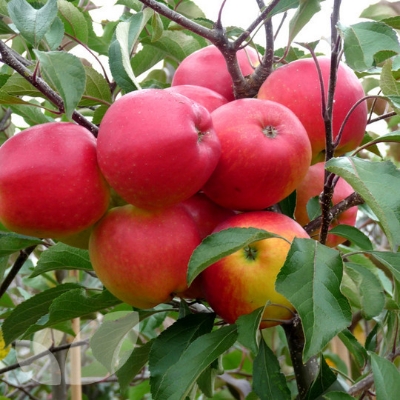 Picture of Indian Fuzi Apple Fruit Tree Bonsai Seeds -15 Pcs Seeds