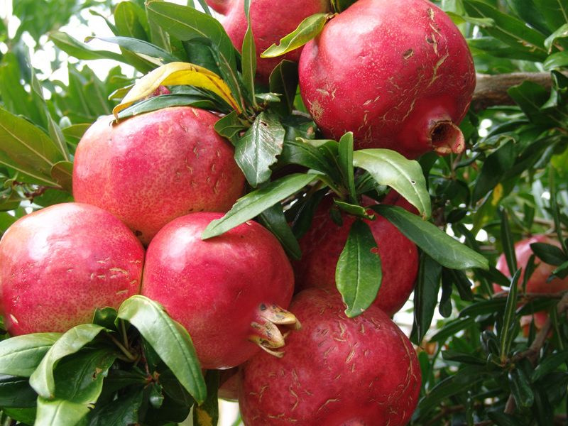 Picture of Indian Fuzi Apple Fruit Tree Bonsai Seeds -15 Pcs Seeds