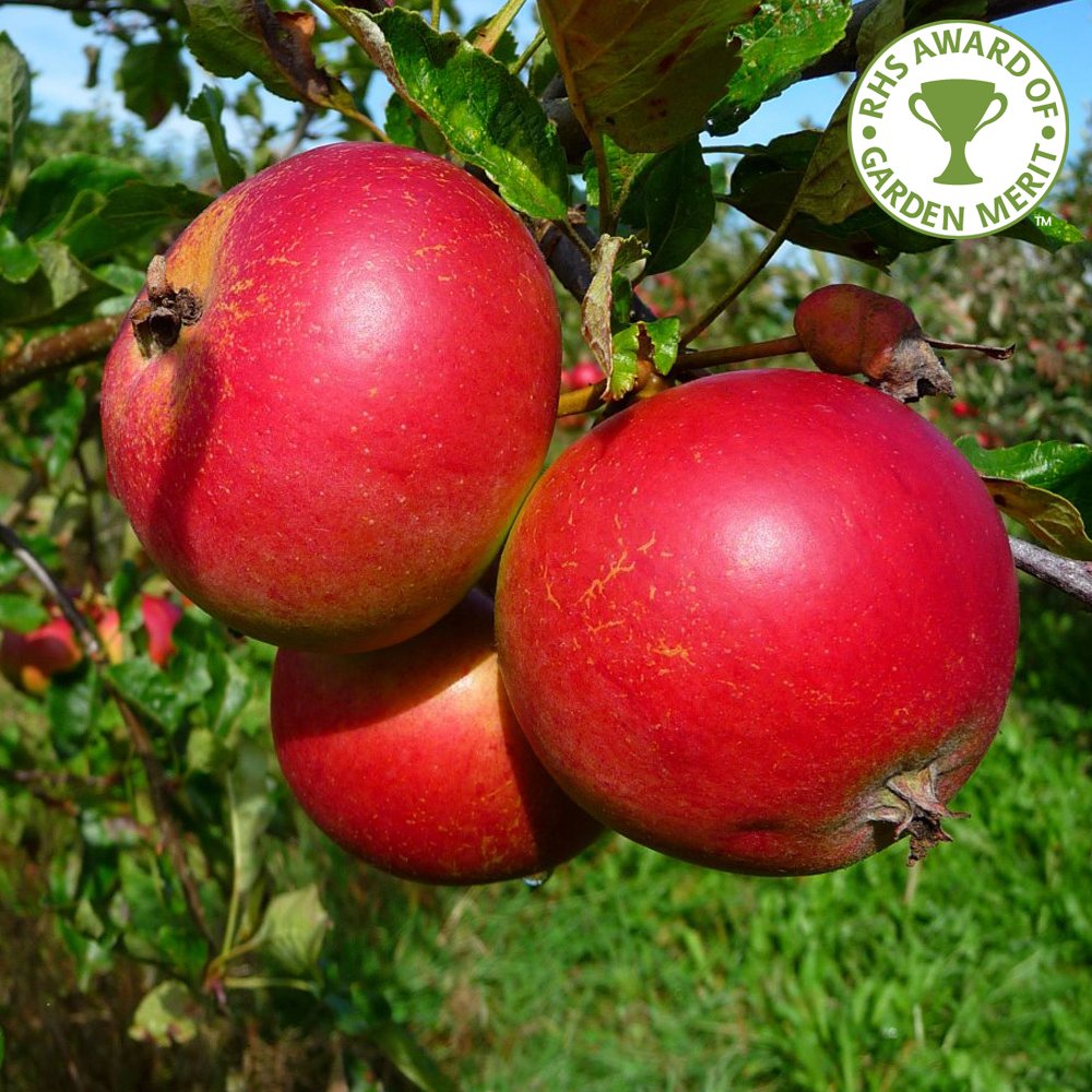 Picture of Indian Fuzi Apple Fruit Tree Bonsai Seeds -15 Pcs Seeds