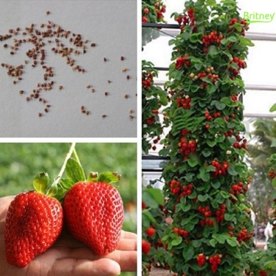 Picture of 30 Pcs -Four Seasons Potted Red Strawberry Fruit Bonsai Perennial Results Balcony Flower Bonsais Of Fruits And Vegetables seeds
