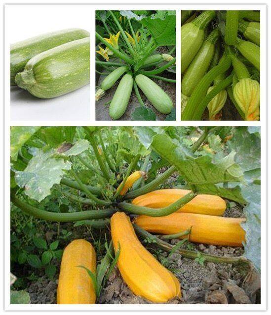 Picture of Rare Gold Squash Bonsais Vegetable Bonsais- 5Pcs seeds
