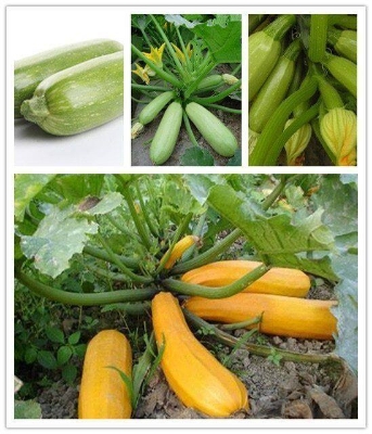Picture of Rare Gold Squash Bonsais Vegetable Bonsais- 5Pcs seeds