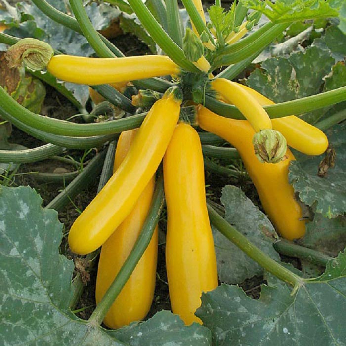 Picture of Rare Gold Squash Bonsais Vegetable Bonsais- 5Pcs seeds