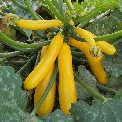 Picture of Rare Gold Squash Bonsais Vegetable Bonsais- 5Pcs seeds