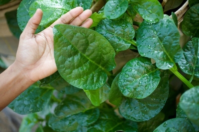 Picture of 30 Pcs Natural Greenl Puishak Seeds Seeds