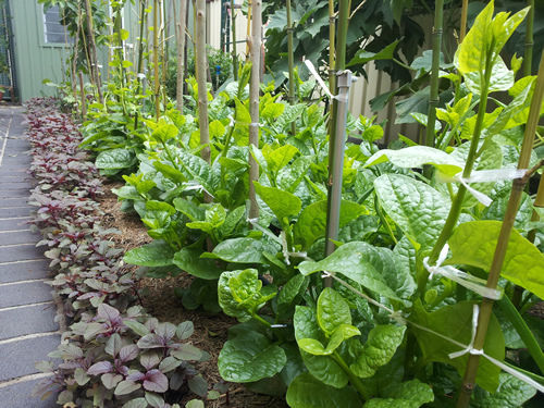 Picture of 30 Pcs Natural Greenl Puishak Seeds Seeds