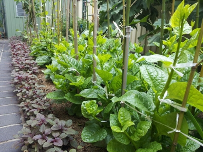 Picture of 30 Pcs Natural Greenl Puishak Seeds Seeds