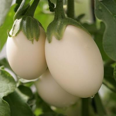 Picture of Natural White Eggplant Seeds - 10 Pcs Seeds Paket