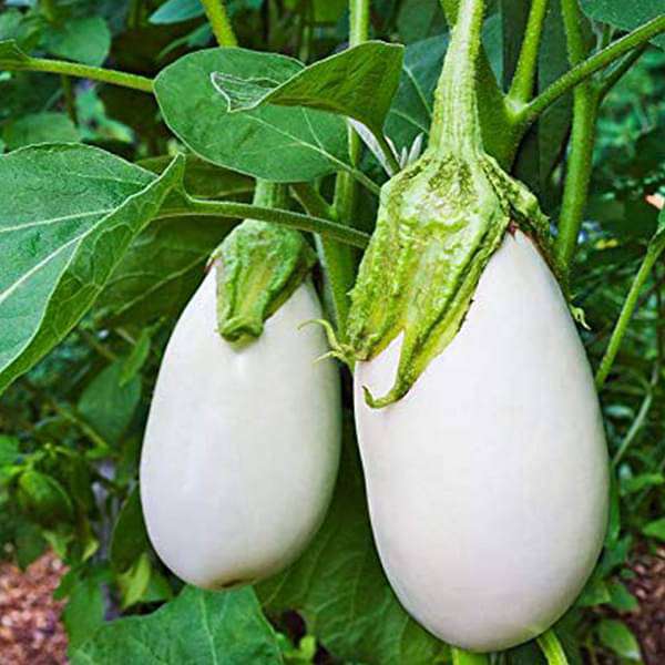 Picture of Natural White Eggplant Seeds - 10 Pcs Seeds Paket
