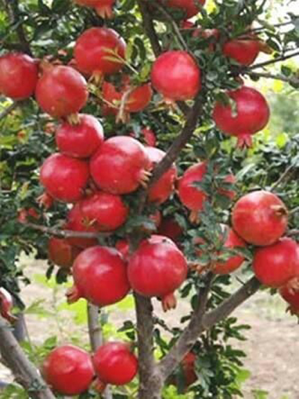 Picture of Sweet Pomegranate Fruit Bonsai Seeds - 15+ Pcs Seeds
