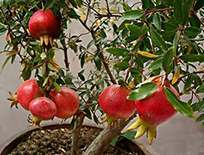Picture of Sweet Pomegranate Fruit Bonsai Seeds - 15+ Pcs Seeds