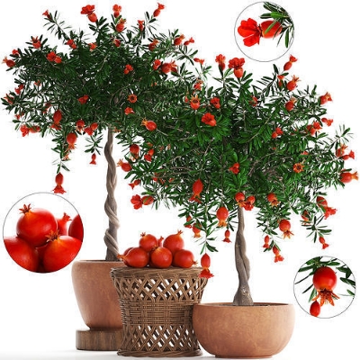 Picture of Sweet Pomegranate Fruit Bonsai Seeds - 15+ Pcs Seeds