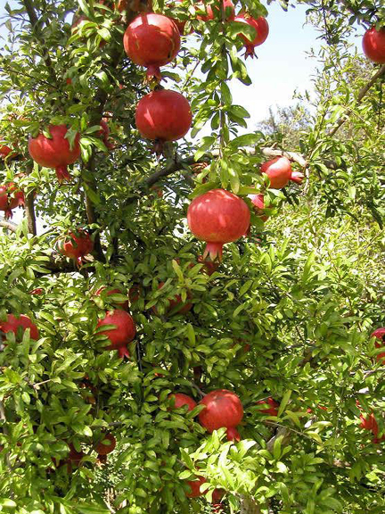 Picture of Sweet Pomegranate Fruit Bonsai Seeds - 15+ Pcs Seeds