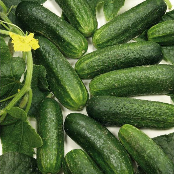 Picture of 20 Pcs Organic Cucumber Seeds Paket