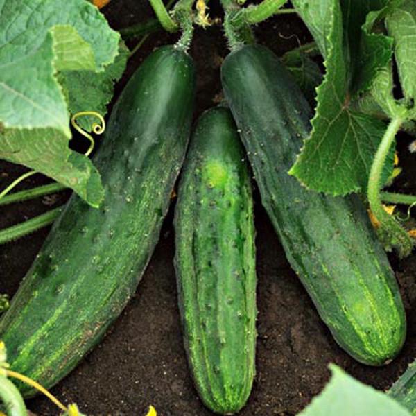 Picture of 20 Pcs Organic Cucumber Seeds Paket
