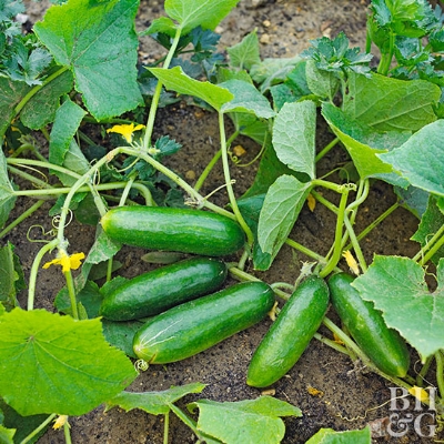 Picture of 20 Pcs Organic Cucumber Seeds Paket