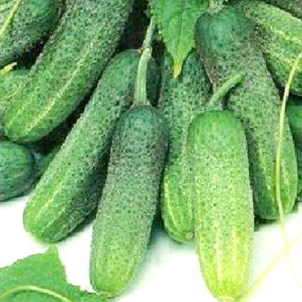 Picture of 20 Pcs Organic Cucumber Seeds Paket