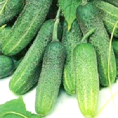 Picture of 20 Pcs Organic Cucumber Seeds Paket