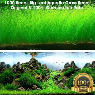 Picture of 200+ Pcs Aquarium Grass seeds - 200+ Seeds