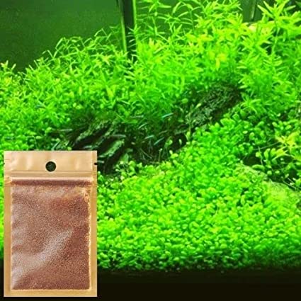 Picture of 200+ Pcs Aquarium Grass seeds - 200+ Seeds