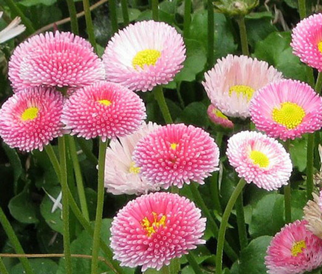 Picture of Belies flower Seeds - 15 Pcs Seeds (Imported Global Seeds)