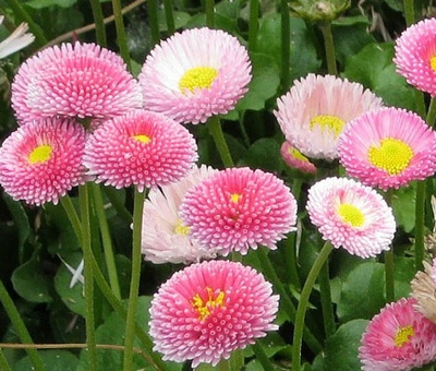 Picture of Belies flower Seeds - 15 Pcs Seeds (Imported Global Seeds)
