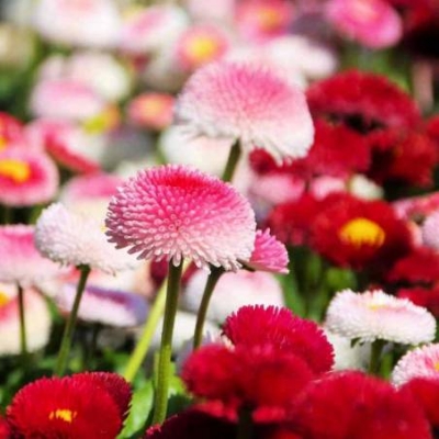 Picture of Belies flower Seeds - 15 Pcs Seeds (Imported Global Seeds)