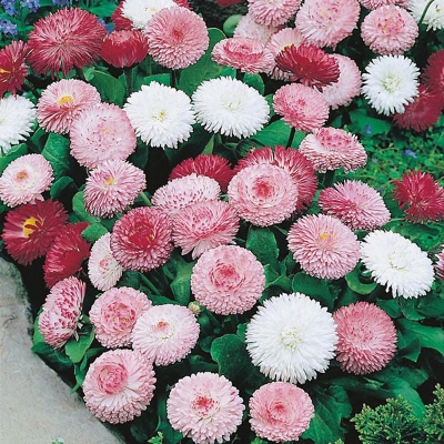 Picture of Belies flower Seeds - 15 Pcs Seeds (Imported Global Seeds)