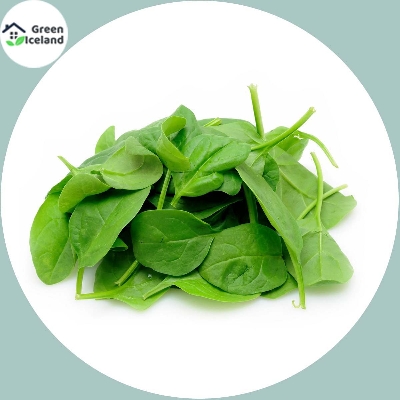 Picture of Spinach / Palong Vegitable Seeds - 50 Pcs Seeds
