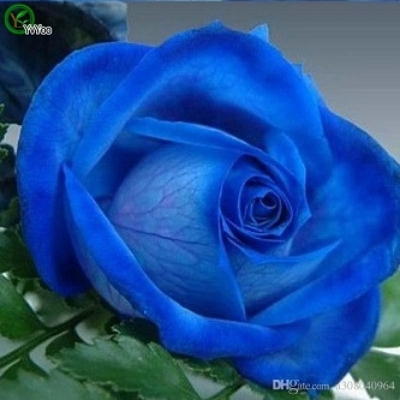 Picture of Global Imported Blue Roses Flower Seed - 5 Pcs Seeds