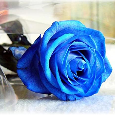Picture of Global Imported Blue Roses Flower Seed - 5 Pcs Seeds