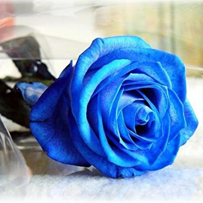 Picture of Global Imported Blue Roses Flower Seed - 5 Pcs Seeds