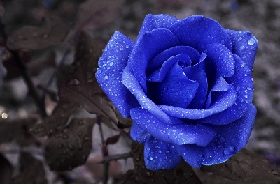 Picture of Global Imported Blue Roses Flower Seed - 5 Pcs Seeds