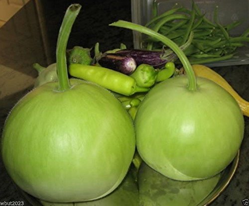 Picture of Round Gourd/Lau Vegetable  Seeds - 10 Pcs Seeds (All Season)