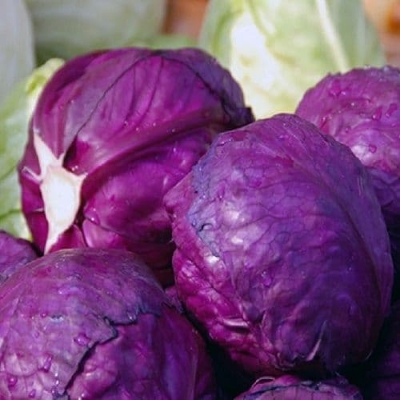 Picture of Global Red Cabbage Vegetable Seeds- 20 Pcs Seeds