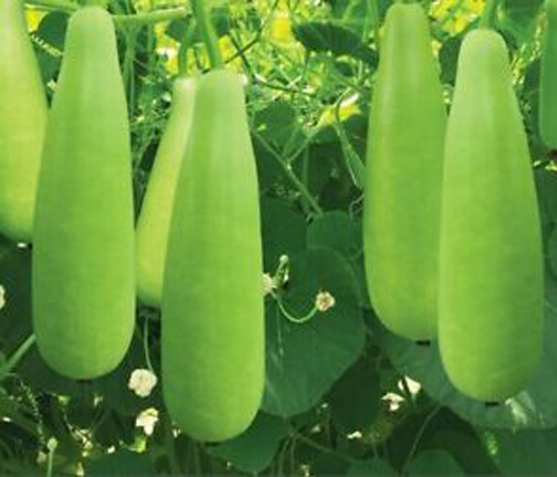 Picture of 10 Pcs Hybrid  Long Lau Seeds - 10 Pcs Seeds