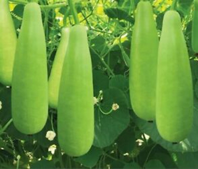 Picture of 10 Pcs Hybrid  Long Lau Seeds - 10 Pcs Seeds